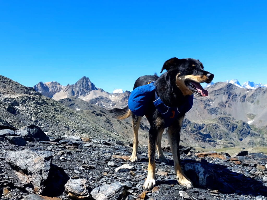 Thumbnail of the "Randonner avec son chien – Conseils et astuces" article